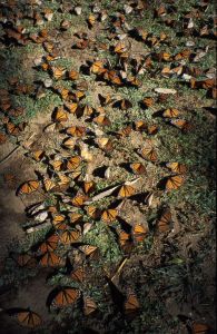 U městečka Angangeo - Sanctuario Mariposa Monarca - zimují tu desítky milonů motýlů.